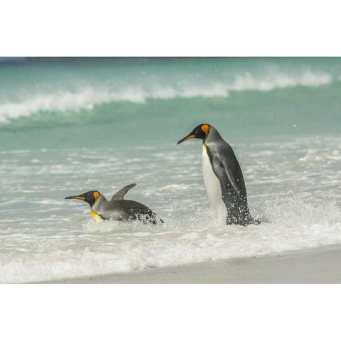 East Falkland King penguins in beach surf Black Modern Wood Framed Art Print by Illg, Cathy and Gordon