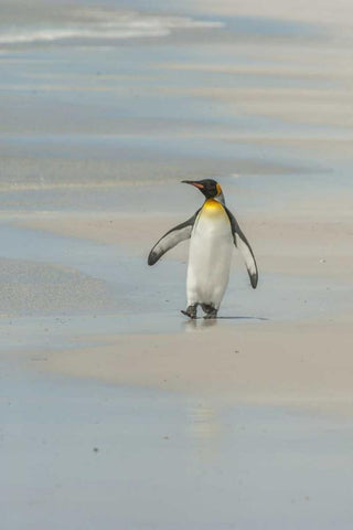 East Falkland King penguin walking on beach White Modern Wood Framed Art Print with Double Matting by Illg, Cathy and Gordon