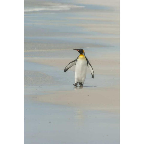 East Falkland King penguin walking on beach Black Modern Wood Framed Art Print by Illg, Cathy and Gordon