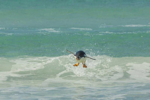 East Falkland Gentoo penguin leaping in surf White Modern Wood Framed Art Print with Double Matting by Illg, Cathy and Gordon