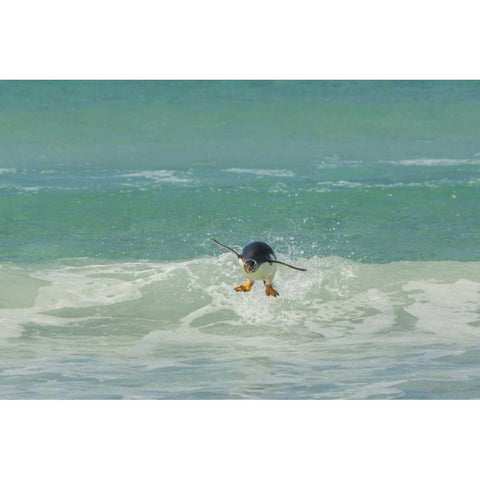 East Falkland Gentoo penguin leaping in surf Black Modern Wood Framed Art Print by Illg, Cathy and Gordon