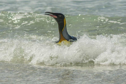 East Falkland King penguin in surf White Modern Wood Framed Art Print with Double Matting by Illg, Cathy and Gordon