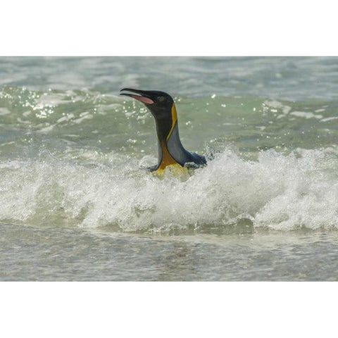 East Falkland King penguin in surf Black Modern Wood Framed Art Print by Illg, Cathy and Gordon