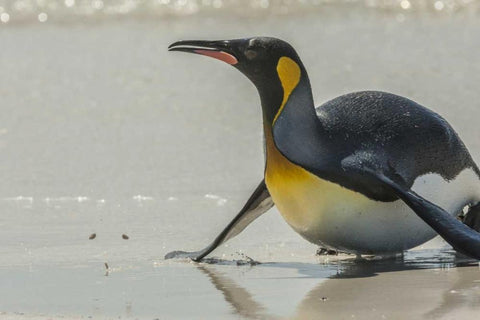 East Falkland King penguin on beach Black Ornate Wood Framed Art Print with Double Matting by Illg, Cathy and Gordon