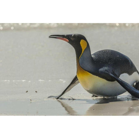 East Falkland King penguin on beach Black Modern Wood Framed Art Print by Illg, Cathy and Gordon