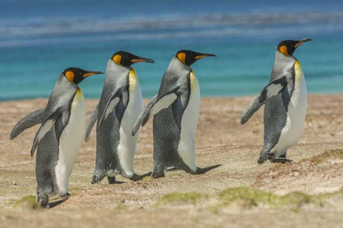 East Falkland King penguins walking White Modern Wood Framed Art Print with Double Matting by Illg, Cathy and Gordon