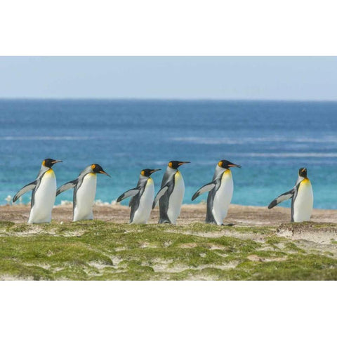 East Falkland King penguins walking Black Modern Wood Framed Art Print by Illg, Cathy and Gordon