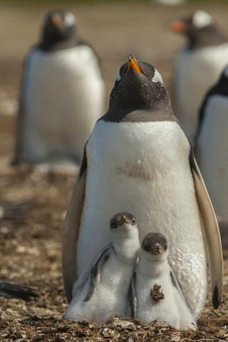 East Falkland Gentoo penguin chicks and parent White Modern Wood Framed Art Print with Double Matting by Illg, Cathy and Gordon