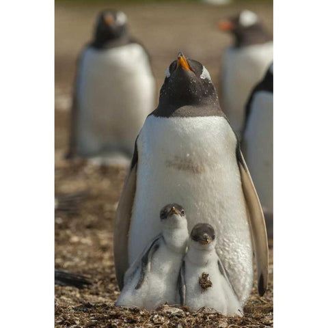 East Falkland Gentoo penguin chicks and parent Black Modern Wood Framed Art Print by Illg, Cathy and Gordon