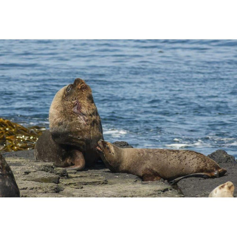 Bleaker Island Southern sea lions near water Black Modern Wood Framed Art Print by Illg, Cathy and Gordon