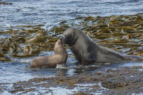 Bleaker Island Southern sea lions near water White Modern Wood Framed Art Print with Double Matting by Illg, Cathy and Gordon