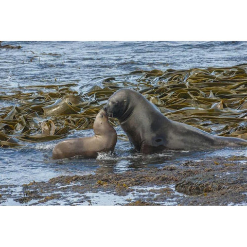 Bleaker Island Southern sea lions near water Black Modern Wood Framed Art Print by Illg, Cathy and Gordon