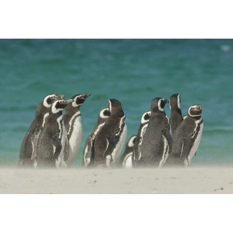Bleaker Island Gentoo penguins on the beach Black Modern Wood Framed Art Print by Illg, Cathy and Gordon