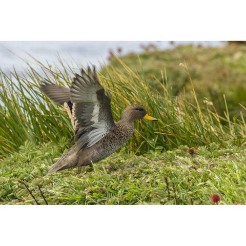 Sea Lion Island Speckled teal duck Black Modern Wood Framed Art Print with Double Matting by Illg, Cathy and Gordon