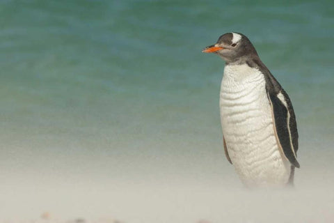 Bleaker Island Gentoo penguin on the beach White Modern Wood Framed Art Print with Double Matting by Illg, Cathy and Gordon