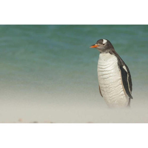 Bleaker Island Gentoo penguin on the beach Black Modern Wood Framed Art Print by Illg, Cathy and Gordon