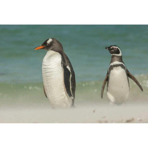 Bleaker Island Gentoo penguins on the beach Black Modern Wood Framed Art Print by Illg, Cathy and Gordon