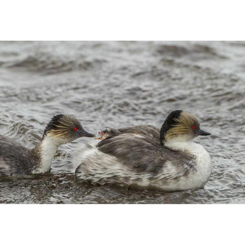 Sea Lion Island Silvery grebe feeding chick Gold Ornate Wood Framed Art Print with Double Matting by Illg, Cathy and Gordon