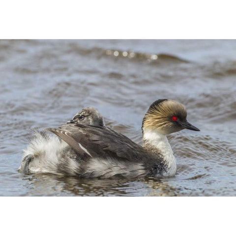 Sea Lion Island Silvery grebe with chick on back Black Modern Wood Framed Art Print by Illg, Cathy and Gordon