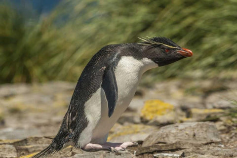 Falkland Islands, Bleaker Is Rockhopper penguin White Modern Wood Framed Art Print with Double Matting by Illg, Cathy and Gordon