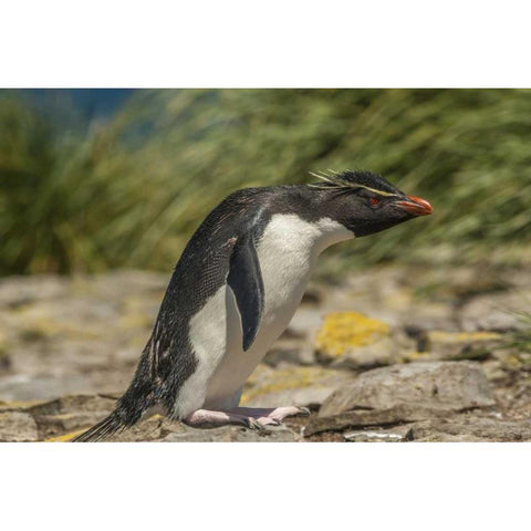 Falkland Islands, Bleaker Is Rockhopper penguin Black Modern Wood Framed Art Print by Illg, Cathy and Gordon