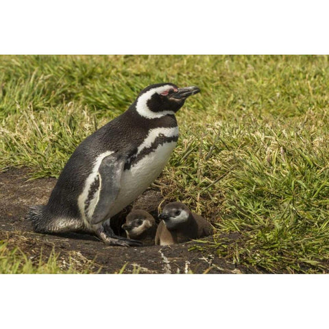 Sea Lion Island Magellanic penguin and chicks Black Modern Wood Framed Art Print by Illg, Cathy and Gordon