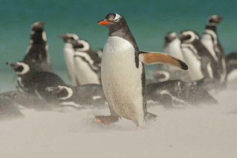 Bleaker Island Gentoo penguins and blowing sand Black Ornate Wood Framed Art Print with Double Matting by Illg, Cathy and Gordon