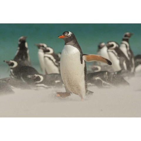 Bleaker Island Gentoo penguins and blowing sand Black Modern Wood Framed Art Print by Illg, Cathy and Gordon