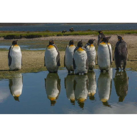 East Falkland King penguins reflecting in water White Modern Wood Framed Art Print by Illg, Cathy and Gordon