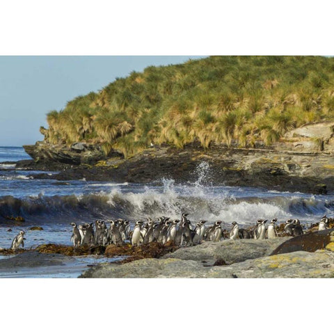 Sea Lion Island Magellanic penguins and surf Black Modern Wood Framed Art Print by Illg, Cathy and Gordon