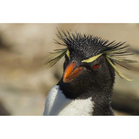 Saunders Island Rockhopper penguin portrait Black Modern Wood Framed Art Print by Illg, Cathy and Gordon