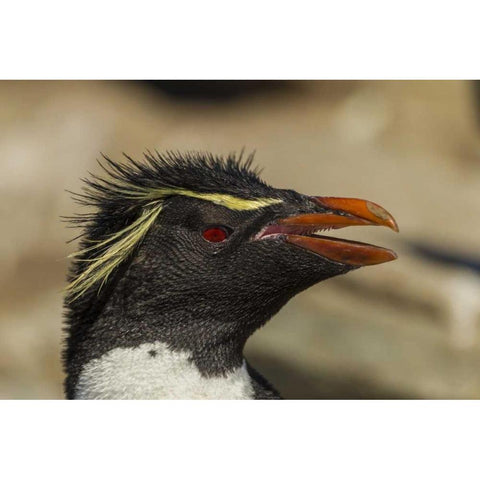 Saunders Island Rockhopper penguin portrait Black Modern Wood Framed Art Print by Illg, Cathy and Gordon