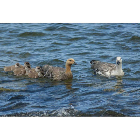 Bleaker Island Upland goose family swimming White Modern Wood Framed Art Print by Illg, Cathy and Gordon