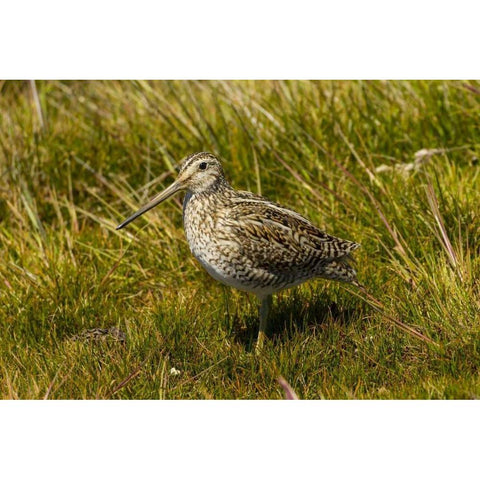 Falkland Islands, Sea Lion Is Magellanic snipe Black Modern Wood Framed Art Print by Illg, Cathy and Gordon