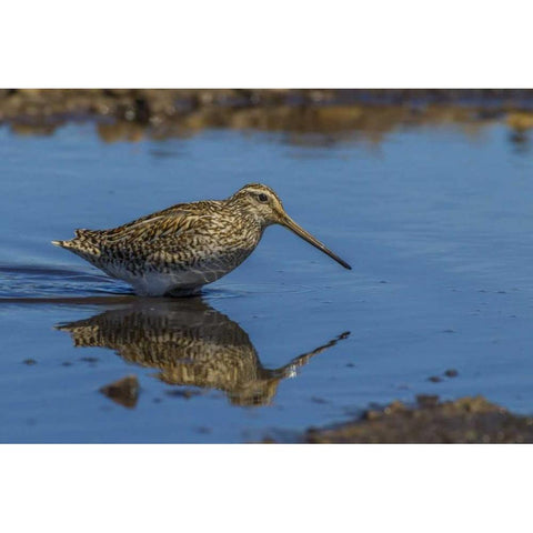 Sea Lion Island Magellanic snipe in water White Modern Wood Framed Art Print by Illg, Cathy and Gordon