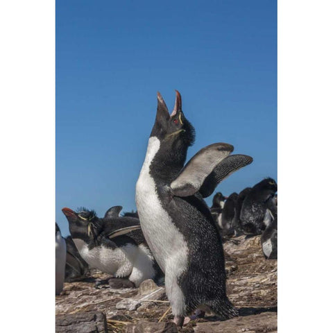Bleaker Island Rockhopper penguin calling Black Modern Wood Framed Art Print by Illg, Cathy and Gordon