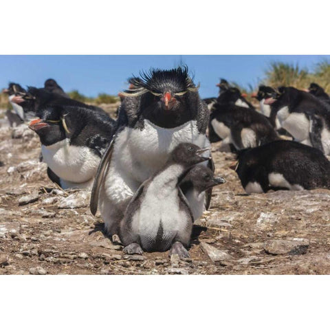 Bleaker Island Rockhopper penguin and chicks Black Modern Wood Framed Art Print by Illg, Cathy and Gordon