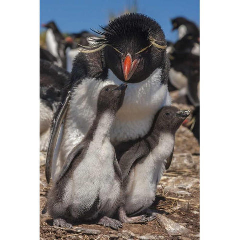 Bleaker Island Rockhopper penguin and chicks Black Modern Wood Framed Art Print by Illg, Cathy and Gordon
