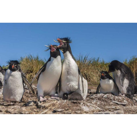Bleaker Island Rockhopper penguins sing duet Black Modern Wood Framed Art Print by Illg, Cathy and Gordon