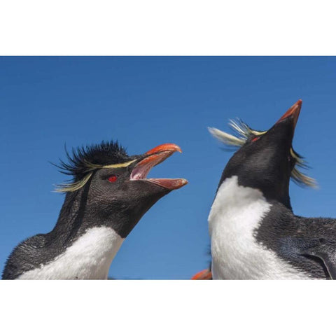 Bleaker Island Rockhopper penguins greeting Black Modern Wood Framed Art Print by Illg, Cathy and Gordon