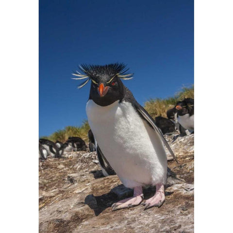 Falkland Islands, Bleaker Is Rockhopper penguin Black Modern Wood Framed Art Print by Illg, Cathy and Gordon