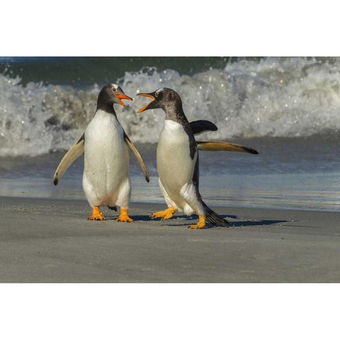 Sea Lion Island Gentoo penguins arguing on beach Black Modern Wood Framed Art Print by Illg, Cathy and Gordon