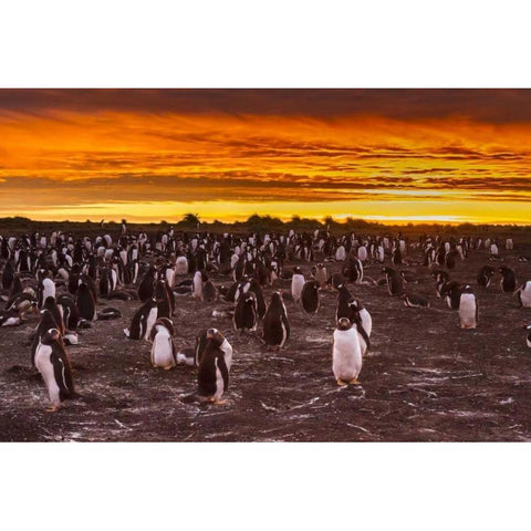 Sea Lion Island Gentoo penguins colony at sunset Black Modern Wood Framed Art Print by Illg, Cathy and Gordon
