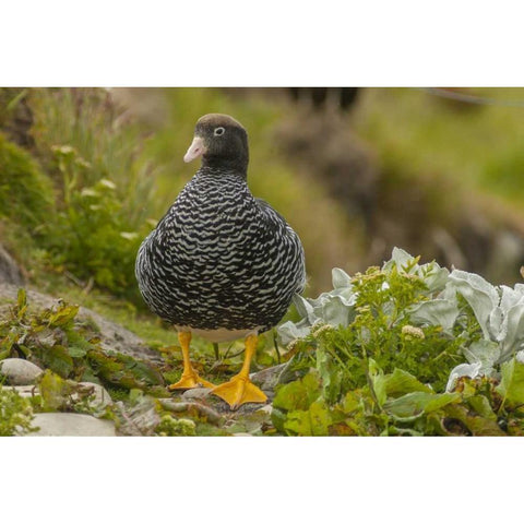 Falkland Islands, Carcass Island Kelp goose Black Modern Wood Framed Art Print by Illg, Cathy and Gordon