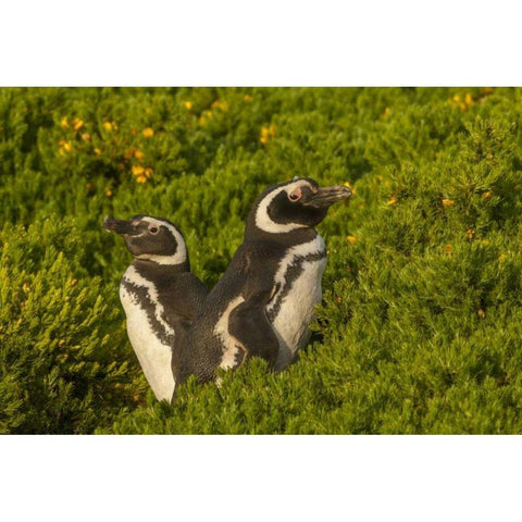 Carcass Island Magellanic penguins White Modern Wood Framed Art Print by Illg, Cathy and Gordon