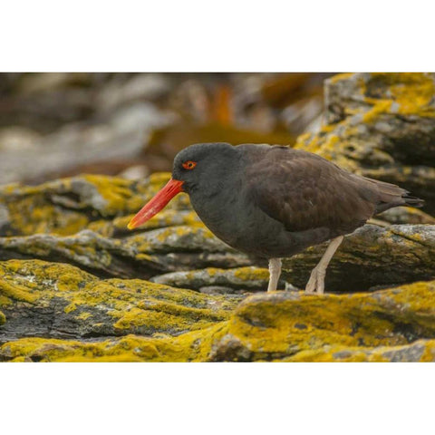 Carcass Island Blackish oystercatcher Black Modern Wood Framed Art Print by Illg, Cathy and Gordon