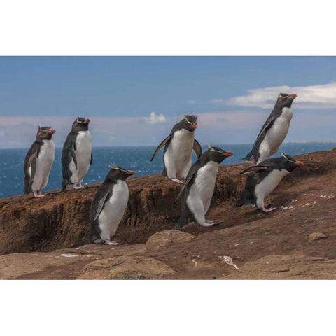 Saunders Island Group of rockhopper penguins Black Modern Wood Framed Art Print by Illg, Cathy and Gordon