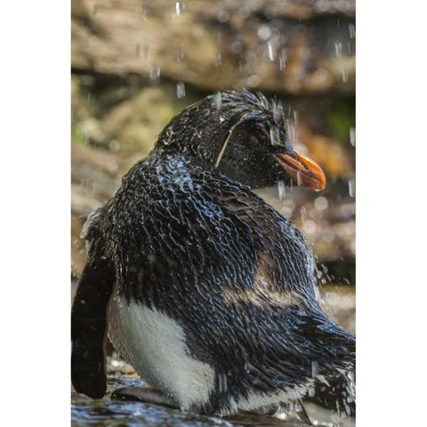 Saunders Island Rockhopper penguin bathing Gold Ornate Wood Framed Art Print with Double Matting by Illg, Cathy and Gordon