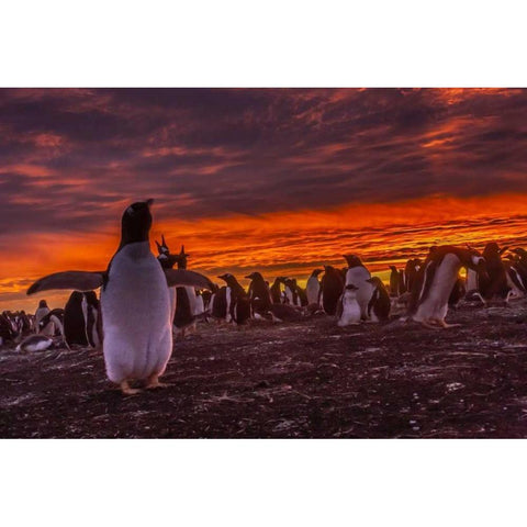 Sea Lion Island Gentoo penguin colony at sunset Black Modern Wood Framed Art Print by Illg, Cathy and Gordon