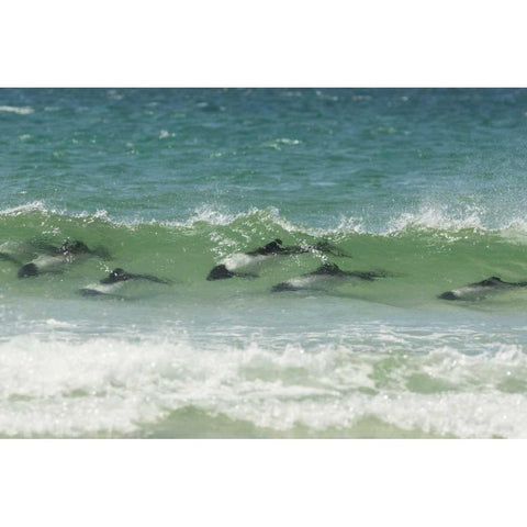 Saunders Island Commersons dolphins swimming Black Modern Wood Framed Art Print by Illg, Cathy and Gordon